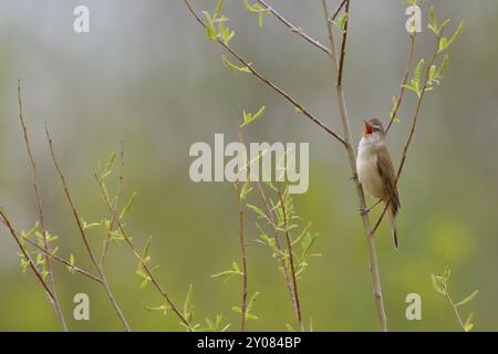 Große Schilfvögel im Schilf, große Schilfvögel, Acrocephalus arundinaceus, große Schilfvögel Stockfoto