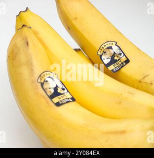 Hübsche Liza Banane. Stockfoto