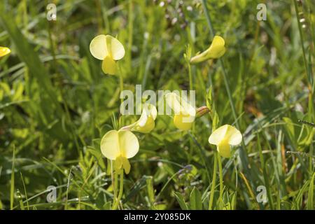 Spargelerbse, Lotus maritimus, Syn.: Tetragonolobus maritimus, Drachenzähne Stockfoto