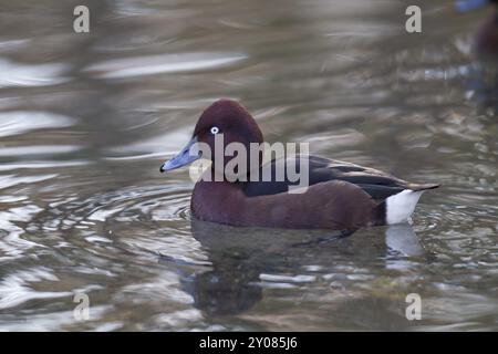 Moorente, Aythya nyroca, eisenhaltige Ente Stockfoto