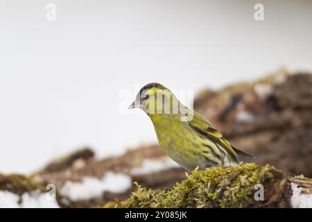 Erlenzeisig, Carduelis spinus, Eurasisches Sisskin Stockfoto