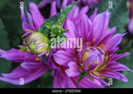 Blüten und Knospen von rosa-violetten Dahlien vor grünen Blättern, legden, Münsterland, deutschland Stockfoto