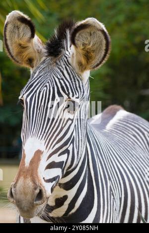 Porträt eines Zebras in einem Zoo, Nahaufnahme Stockfoto