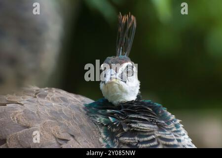 Porträt eines Pfauens mit ausgezogenen Federn, der dich ansieht, Nahaufnahme Stockfoto