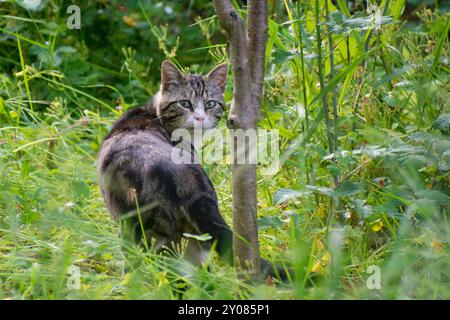 Überraschte, obdachlose Katze, die auf einem Baum im Gras im Garten sitzt Stockfoto