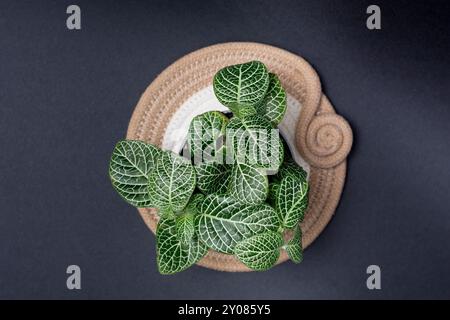 Draufsicht einer grünen Pflanze fittonia albivenis in einem Topf auf schwarzem Hintergrund Stockfoto