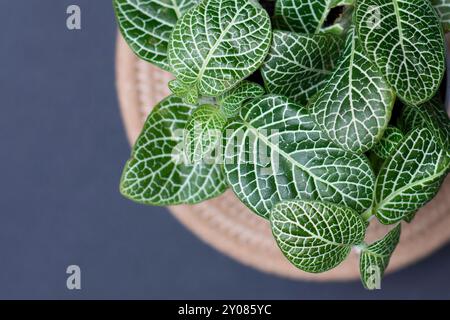 fittonia albivenis Grüne Blätter in einem Topf auf grauem Hintergrund, Draufsicht. Stockfoto