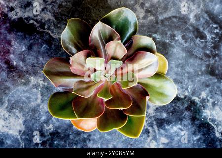 Schöne saftige Pflanze Echeveria auf einem Marmorhintergrund. Stockfoto