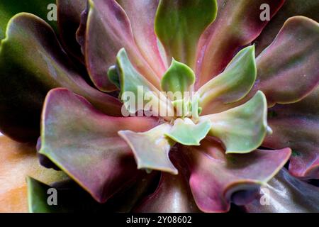 Sukkulente Pflanzennahmebildung. Echeverie. Stockfoto