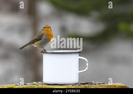 Robin sitzt am Rand eines Blechbechers vor einem unscharfen Hintergrund mit Textabstand Stockfoto