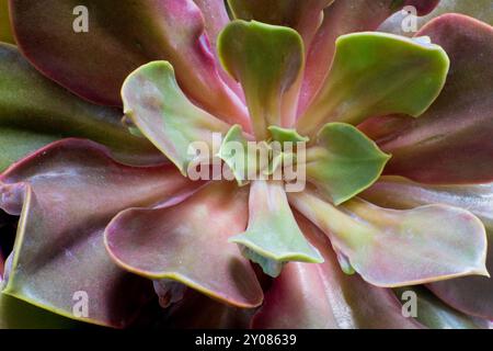 Nahaufnahme einer Sukkulenten Pflanze, echeveria. Stockfoto