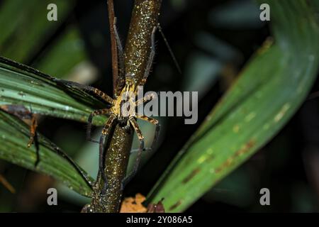 Getazi-Kammspinne oder Getazi-Bananenspinne (Cupiennius tazi), erwachsener Mann, der nachts auf einem Zweig sitzt, nachts im tropischen Regenwald, Refugio Na Stockfoto