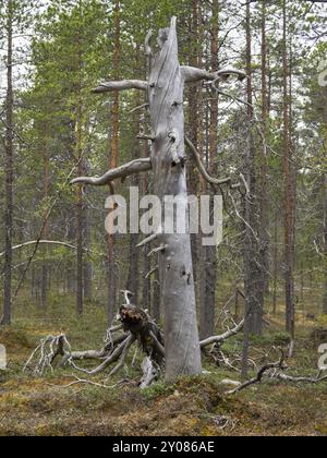 Kiefer (Pinus sylvestris), alter, verrotteter Stamm, mit Spechtlöchern, idealer Nistplatz auch für Hawk Ewls, Mai, Finnisch Lappland Stockfoto