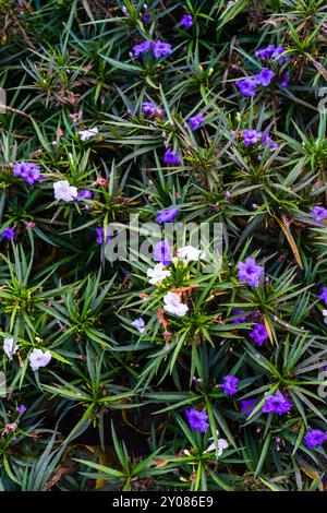 Violette Ruellia simplex oder Brittons wilde Petunie oder mexikanische Petunie oder mexikanische Blume Stockfoto