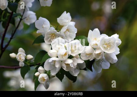 Schöne weiße Blumen Mock Orange (Philadelphus) closeup Stockfoto