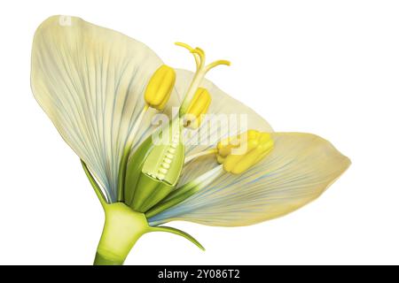 Modell der Blume mit Staubgefäße und Stempel isoliert auf weißem Hintergrund Stockfoto