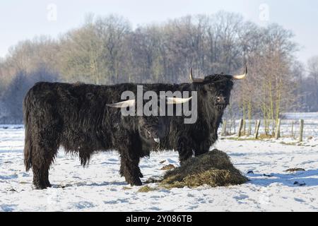 Zwei schwarze schottische Hochlandrinder in winterliche Schneelandschaft Stockfoto