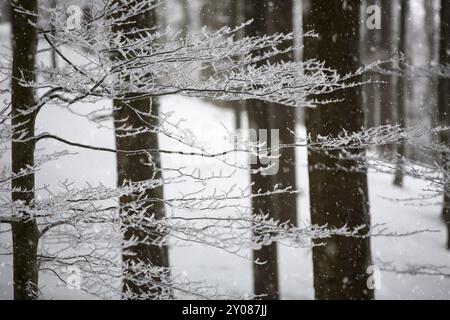 Zweige mit Raureif vor verschwommenen Baumstämmen Stockfoto