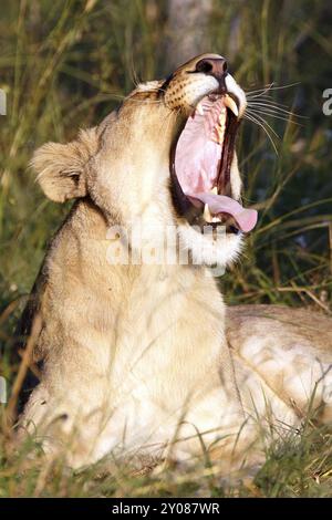 Löwin im Chobe-Nationalpark in Botswana Stockfoto