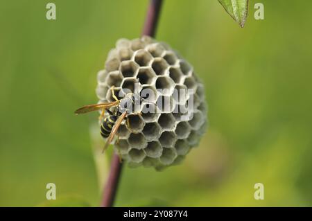Gallische Feldwespe auch französische Feldwespe, Polistes dominula am Nestgebäude. Polistinen sind eusoziale Wespen auf einer Wiese am Nestgebäude Stockfoto