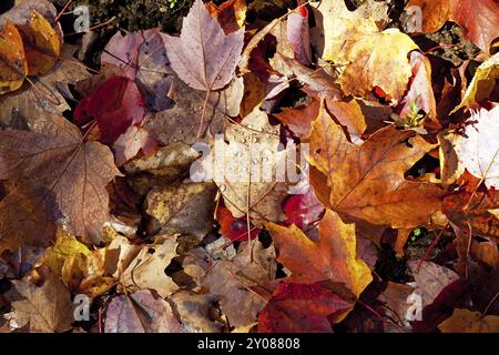 Herbstblattfärbung in Kanada Stockfoto