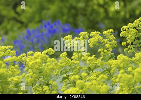 Weicher Damenmantel, Alchemilla mollis, der Kräuterpflanzenladys-Mantel oder Alchemilla mollis Stockfoto