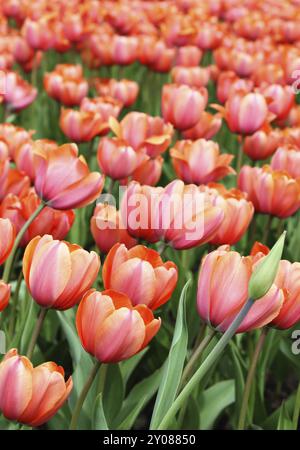Nahaufnahme eines schönen Tulpen Stockfoto