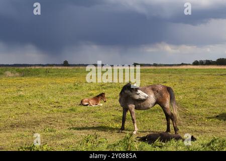 Mutterpferd und Fohlen auf sonniger Weide vor Sturm Stockfoto