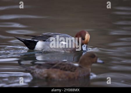 Eurasische Witwe, Paar, Anas penelope, Eurasische Witwe? Koppeln Stockfoto