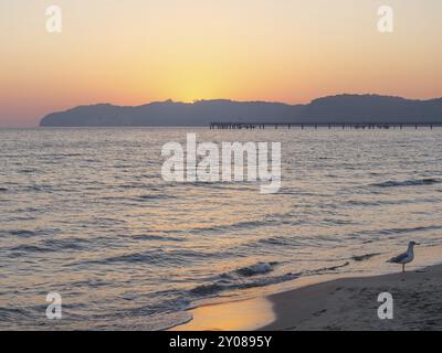 Ein ruhiger Sonnenuntergang am Strand mit einer Möwe im Vordergrund und einem Pier im Hintergrund, binz, rügen, ostsee, deutschland Stockfoto