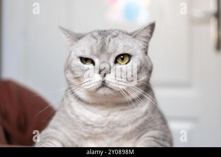 Katzenporträt, Grumpy, starre - Ein Nahporträt einer grumpy Katze, die direkt in die Kamera starrt. Stockfoto