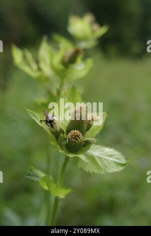 Kohldistel (Cirsium oleraceum), Kohldistel, Kratzdistel, Hummel (Bombus), Insektenweide, Bienenweide, Staudenwiese, Schwäbisch Stockfoto