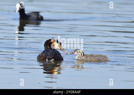 Große Haubenschnuppe, große Haubenschnuppe, Podiceps cristatus, Grebe, Europa, Europa, Deutschland, Deutschland, Europa Stockfoto