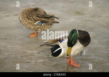 Zwei Enten, die ihre Federn auf einem gefrorenen See pflegen Stockfoto