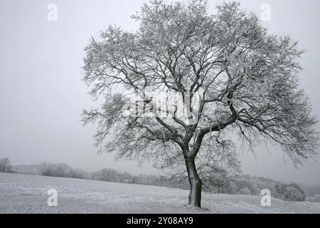 Einsame englische Eiche im Schnee Stockfoto