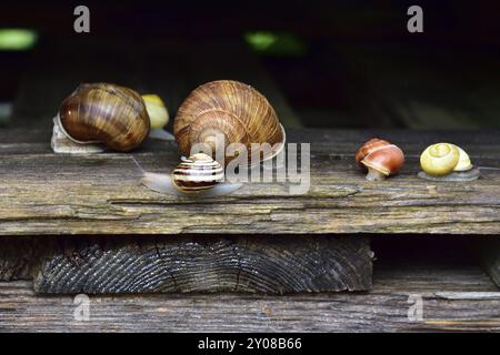 Gartenschnecken und Weinbergschnecken, Weißlippenschnecken und Römische Schnecken Stockfoto