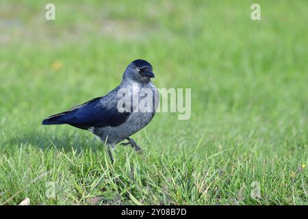 Westliche Jackdaw sucht nach Essen, Jackdaw sucht nach Essen Stockfoto