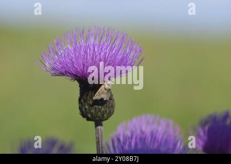 Centaurea jacea (braunes Knapweed, Braunrochen-Knapweed), Blüten des Wiesenknapweeds Stockfoto