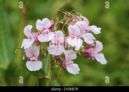 Blueten des Druesigen Springkraut. Impatiens glandulifera im Herbst auf einer Wiese Stockfoto