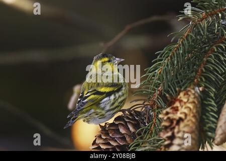 Erlenzeisig, Carduelis spinus, Eurasisches Sisskin Stockfoto