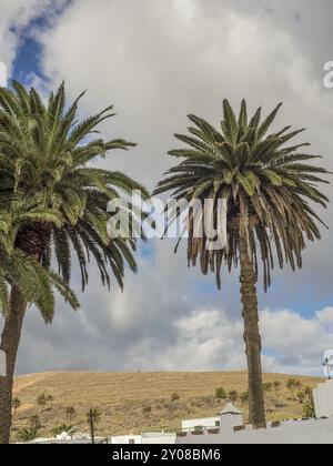 Zwei hohe Palmen erheben sich an einem teilweise bewölkten Himmel, Lanzarote, Kanarische Inseln, Spanien, Europa Stockfoto