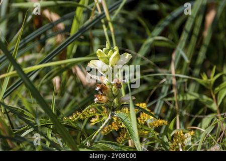 Die in Nordamerika heimische Art der weißen Schildkröte (Chelone glabra) ist eine beliebte Wildtierpflanze Stockfoto