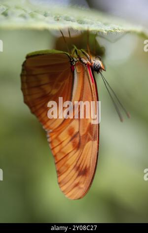 Fackel-Schmetterling (Dryas iulia moderata), orangefarbener Schmetterling, der auf einem Blatt sitzt, Provinz Alajuela, Costa Rica, Mittelamerika Stockfoto