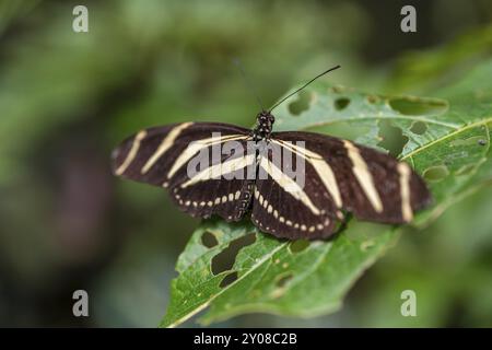 Zebra-Langflügel (Heliconius charithonia), gestreifter Schmetterling, der auf einem Blatt sitzt, Provinz Alajuela, Costa Rica, Mittelamerika Stockfoto