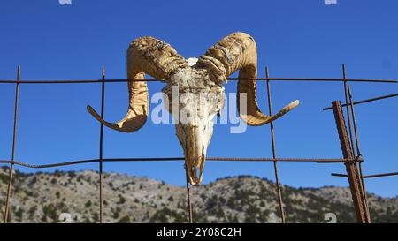 Der Schädel eines Tieres mit großen Hörnern hängt an einem Drahtzaun vor einer Berglandschaft unter einem hellblauen Himmel, Lefka Ori, White Mountains, Mounta Stockfoto