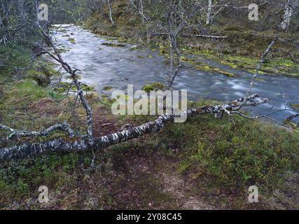 Hill Bachlauf, zwischen den Wäldern der Hairy Birch (Betula pubescens), Mai, Finnisch-Lappland Stockfoto