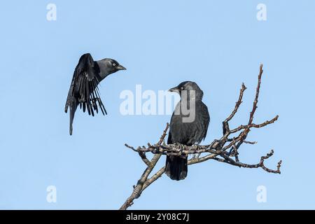 Zwei schwarze Jackdaws sitzen auf einem Ast vor einem blauen Himmel Stockfoto