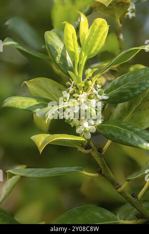 Nahaufnahme der Blume mit Fruchtset und Blättern der Europäischen stechpalme Stockfoto