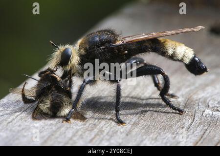 Gelbe Mordfliege oder gelbe Raubfliege mit einer Hummel als Beute. Das Insekt wird vom Jäger ausgesogen. Gelbe schwarze Haare bedecken den Jäger. Makro-sh Stockfoto