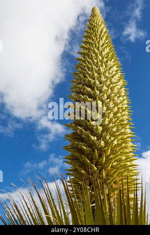 Puya Raimondii Pflanzen hoch in den peruanischen Anden, Südamerika. Stockfoto